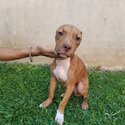 Male American Pitbull Puppy for Sale-5