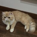 Flatface Persian Up for Adoption/Rehome-1