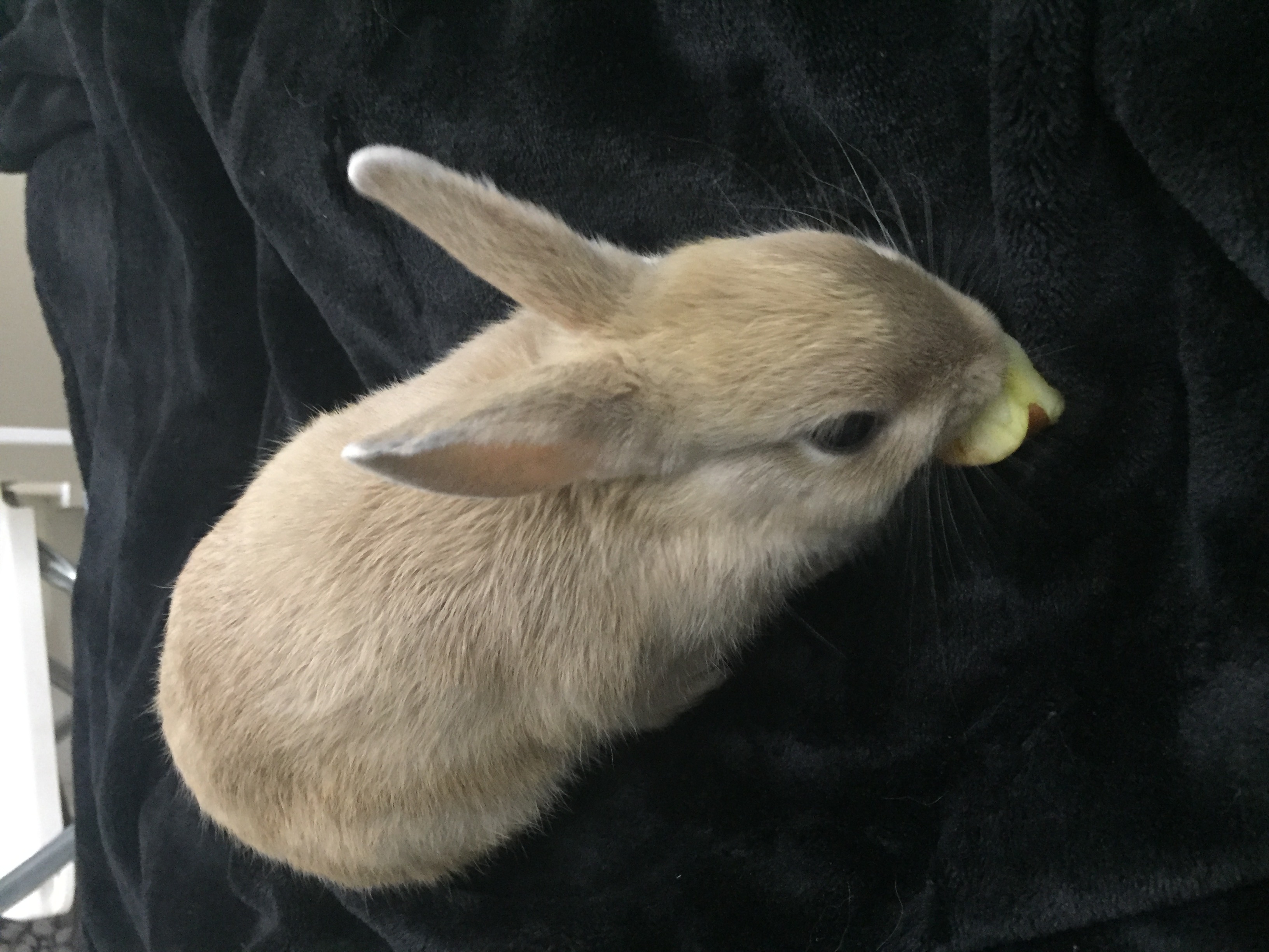 4 months dwarf rabbit