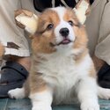 Long Coat Welsh Corgi Puppy For Sale Malaysia (Imported from Vietnam) (019 - 480 6689 Grace) -3