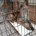 Tiger Brindle Color Dog (Mongrel)-0