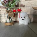 Pure Breed Tiny Pomeranian-1