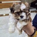 MALTESE PUPPIES-2