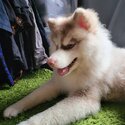 Cute Puppy Husky Looking for New Home-3