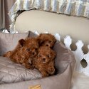 Teacup poodle puppies for sale 