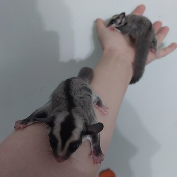 Baby Sugar Gliders for sale