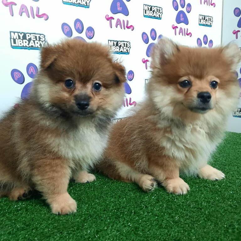 Cute Pomeranian @ Puchong 