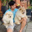 Chow Chow Puppy For Sale Malaysia (Imported from Vietnam) (019 - 480 6689 Grace) -3