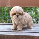 Maltipoo Premium Quality puppies |WHATSAPP ONLY +60102795317
