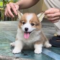 Long Coat Welsh Corgi Puppy For Sale Malaysia (Imported from Vietnam) (019 - 480 6689 Grace) -0