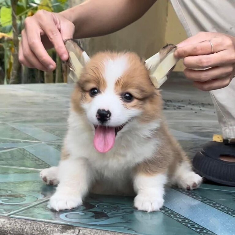 Long Coat Welsh Corgi Puppy For Sale Malaysia (Imported from Vietnam) (019 - 480 6689 Grace) 