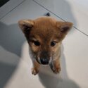 Shiba inu looking for new home-0