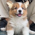 Long Coat Welsh Corgi Puppy For Sale Malaysia (Imported from Vietnam) (019 - 480 6689 Grace) -2