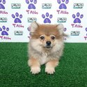 Pomeranian mix Corgi -1