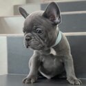 French Bulldog Puppy For Sale Malaysia (Imported lineage) (019 - 480 6689 Grace) -3