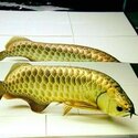 Yellow Wings, Red Arowana Fish -1