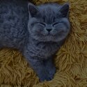 British shorthair kittens males and females-0