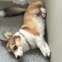 pembroke whelsh corgi for sale-1