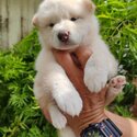 Shiba Inu Puppy For Sale Malaysia (Imported lineage)(019 - 480 6689 Grace)-1