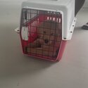 Dog for adoption -Singapore-5