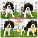 Cavalier King Charles puppy-2