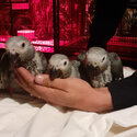 Handfed Congo African Grey Parrots-0