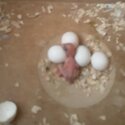 Parrots Eggs, Ostrich Eggs, Chicken Eggs, Chickens -1