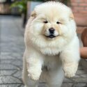 Chow Chow Puppy For Sale Malaysia (Imported from Vietnam) (019 - 480 6689 Grace) -0