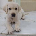 Last Male &amp; Female Homebreed Champion Bloodline Labrador Puppies -0