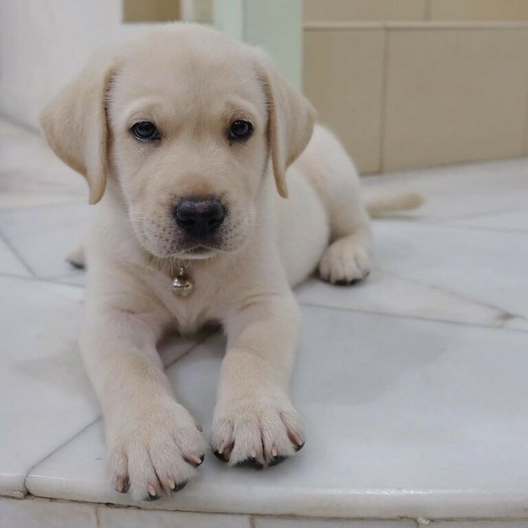 Last Male &amp; Female Homebreed Champion Bloodline Labrador Puppies 