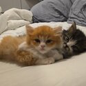 2,  3month kittens and 2, 9 month old teens-4