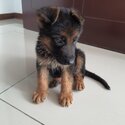 German shepherd puppies -1