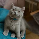 British shorthair kittens males and females-1