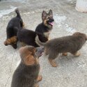 2months German Shepherd for adopt (Tan-0129555281)-0