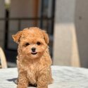 Teacup poodle puppies for sale 