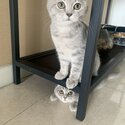 Scottish fold cat exotic extremely cute cats for sale -0