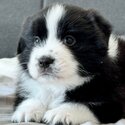 Border Collie Puppy For Sale Malaysia (019 - 480 6689 Grace)-3