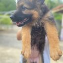 2months German Shepherd for adopt (Tan-0129555281)-2