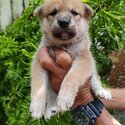 Shiba Inu Puppy For Sale Malaysia (Imported lineage)(019 - 480 6689 Grace)-3